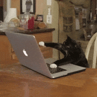 cat banging on keyboard